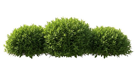 Fototapeta premium Three round green bushes isolated on a white background view