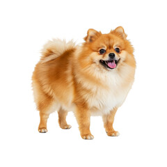Obraz premium Pomeranian dog On Transparent Background PNG Generative AI