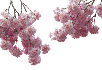 Naklejka premium Pink cherry blossoms, close-up. Clusters of delicate blossoms hang from branches. Soft, pastel pink color