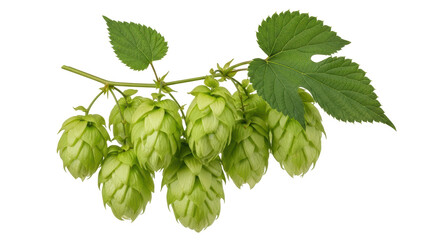 Isolated Hops Branch