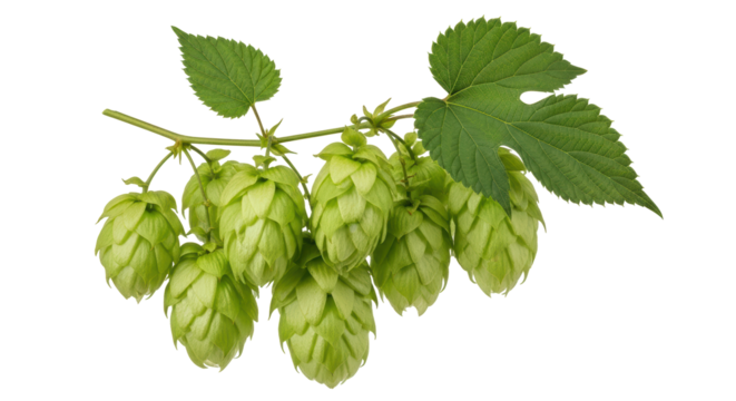 Isolated Hops Branch