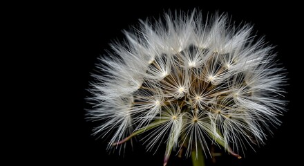 Fototapeta premium Ephemeral Beauty: Dandelion Seed Head in Dramatic Light