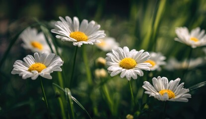 Fototapeta premium Delicate white daisies in a grassy field