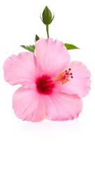 Pink hibiscus flower close-up