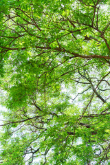 Fresh lush green tree canopy with sunlight filtering through leaves branches in summer