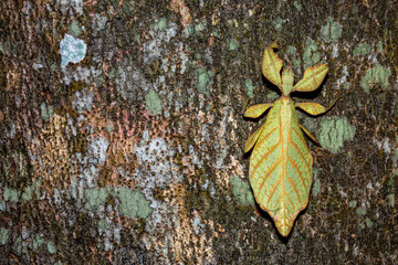 Green  leaf insect (Phyllium westwoodi) on the tree. Camouflage. Copy Space © Silapavet