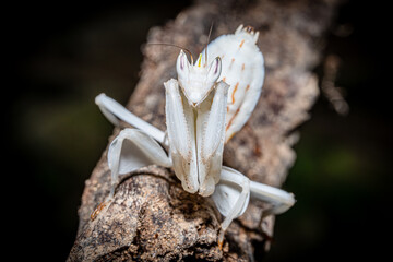 Close up of Orchid Praying mantis. Selective Focus.