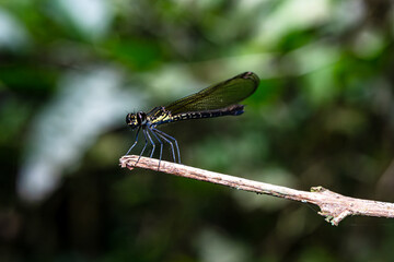 black dragonfly on branch of tree
