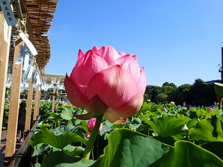 夏の「風鈴」と「蓮の花」