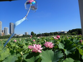 夏の「風鈴」と「蓮の花」