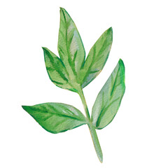 Green leaf. Watercolor illustrations. Green leave isolated on white background. Leave of peonies