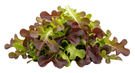 Isolated Pile of Red Leaf Lettuce