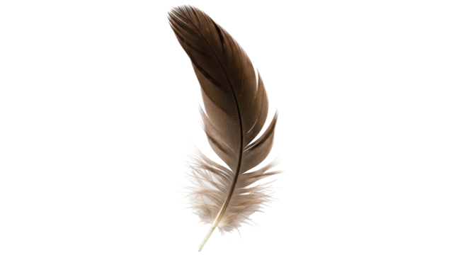 Isolated Feather