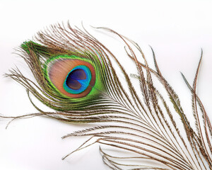 Fototapeta premium high-resolution image of a vibrant peacock feather isolated on a white background, ideal for design, nature themes, and spiritual or decorative concepts