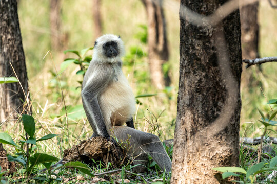 a pregnant black faced langur in the wild at pench national park