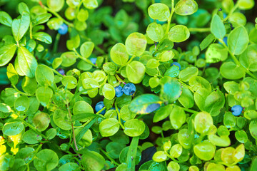 Ripe blueberries with leaves on a branch in the forest.