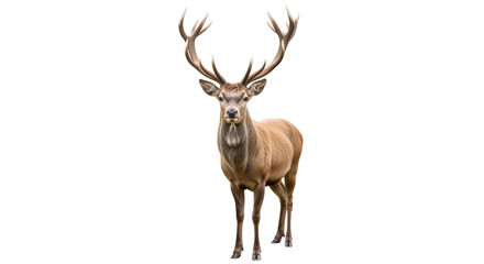 Isolated Majestic Deer