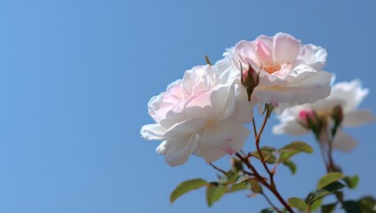 Obraz premium Delicate, pale pink roses against a bright blue sky