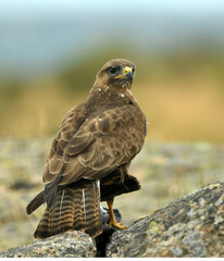 aguila ratonero con una presa