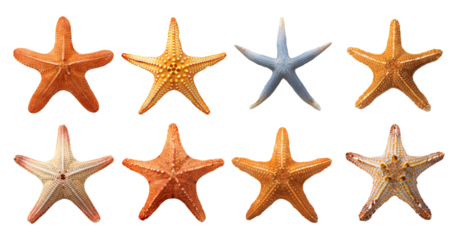Various vibrant starfish species isolated on transparent background
