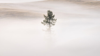 Lone pine tree among the fog. Minimalist landscape photography. Dolomites