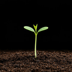 Emerging Seedling in Soil: Photorealistic Plant Growth, Isolated on White. 