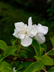 white flower blossom