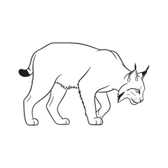 Graceful Lynx Line Art – Lynx Vector Smooth Outline Drawing with Tufted Feline Ears – Lynx Drawing – Vector of Lynx – Lynx Outline

