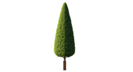 Isolated Topiary Tree