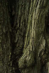 bark of a tree