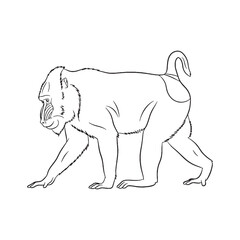 Balanced Mandrill Line Art – Mandrill Vector Illustration Artistic Drawing with Streamlined Body – Mandrill Drawing – Line Art Drawing of Mandrill – Mandrill Icon

