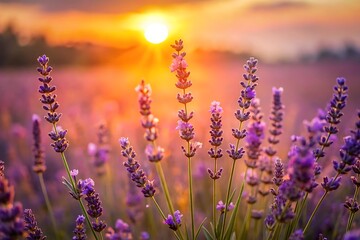 Fototapeta premium Golden sunset over a field of blooming purple lavender flowers
