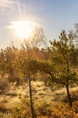 Pine forest in a bog a sunny autumn day