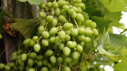 Zielone, dojrzewające winogrono bezpestkowe