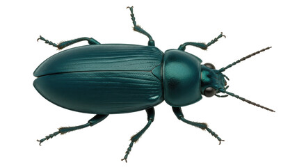 Isolated Ground Beetle