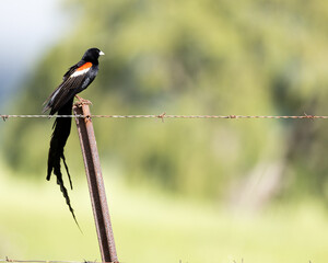 a long tailed widowbird on the fence line