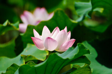 blossoming lotus flowers