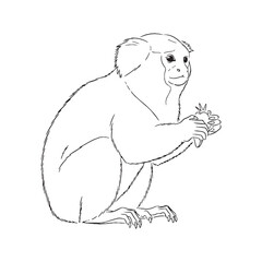 Unique Marmoset Line Art – Marmoset Vector Outline Drawing with Iconic Primate Features – Marmoset Drawing – Vector of Marmoset – Marmoset Outline

