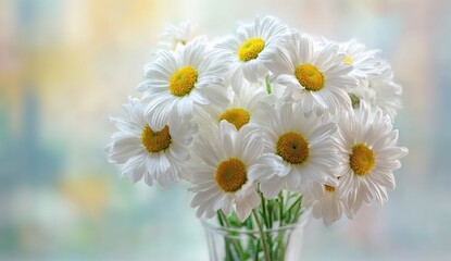 Obraz premium White daisies in a vase, soft focus