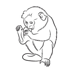 Elegant Marmoset Line Art – Marmoset Vector Illustration Smooth Drawing with Gentle Primate Shape – Marmoset Drawing – Line Art Drawing of Marmoset – Marmoset Icon

