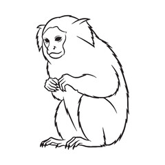 Graceful Marmoset Line Art – Marmoset Vector Illustration Artistic Drawing with Distinct Long Tail – Marmoset Drawing – Line Art Drawing of Marmoset – Marmoset Icon

