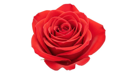 Isolated Red Rose