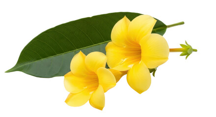 Isolated Yellow Allamanda Flowers