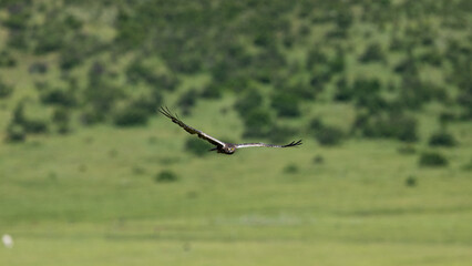 An African march harrier searching for food