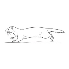 Classic Mink Line Art – Mink Vector Refined Outline Drawing with Agile Wildlife Form – Mink Drawing – Vector of Mink – Mink Outline

