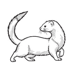 Minimal Mink Line Art – Mink Vector Illustration Detailed Drawing with Balanced Proportions – Mink Drawing – Line Art Drawing of Mink – Mink Icon

