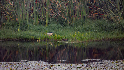 a black crowned night heron