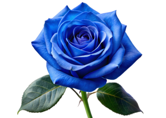 Acute blue rose isolated on transparent or white background, png, mockup
