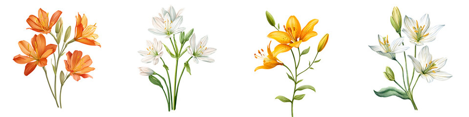 Obraz premium Watercolor Lily Flowers Collection, Elegant Floral Illustration