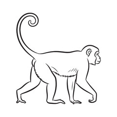 Expressive Monkey Line Art – Monkey Vector Illustration Artistic Drawing with Detailed Facial Form – Monkey Drawing – Line Art Drawing of Monkey – Monkey Icon

